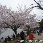 明石公園の桜1