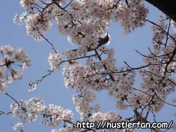 明石公園の桜3